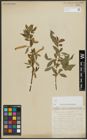 Foto von Salix alba L. x Salix fragilis L.